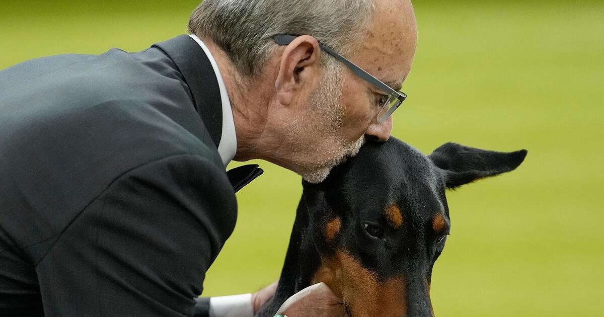 Dobermann-Penny-gewinnt-150-Westminster-Hundeshow-in-USA
