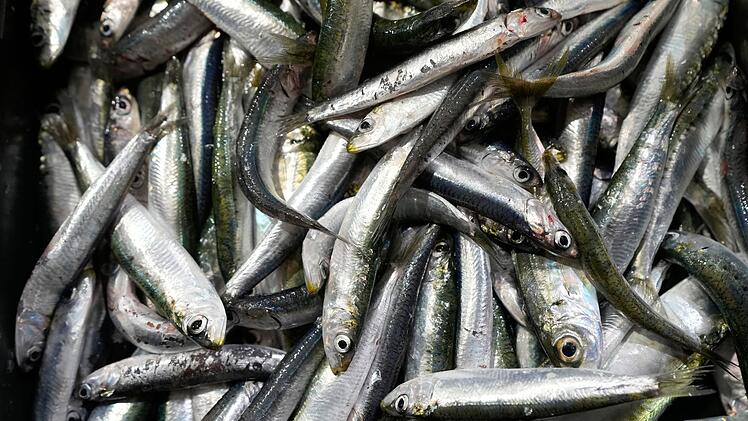 Sardinen