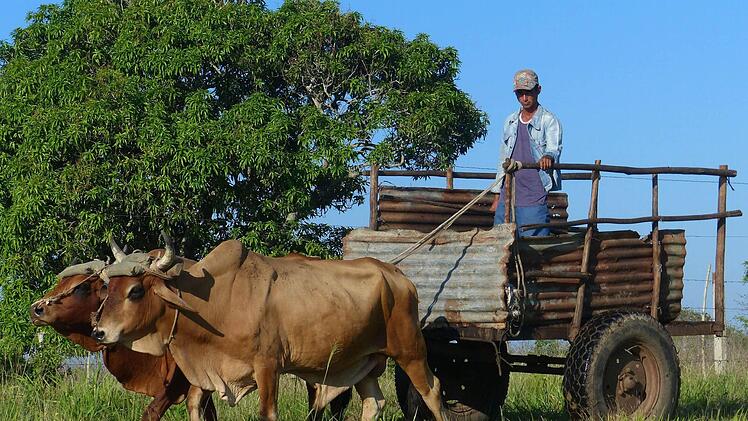 Wie im Freilandmuseum. Kuh- und Ochsengespanne gehören auf dem Land in Kuba zum Alltagsbild.
