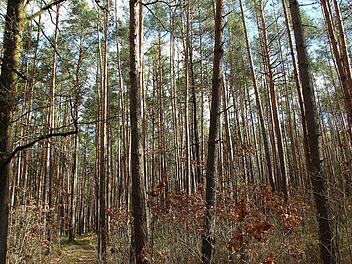 Der Bürgerwald in Höchstadt-Süd: Unter den immer schwächer werdenden Kronen der Kiefern wachsen Laubbäume nach.  Fotos: Andreas Dorsch
