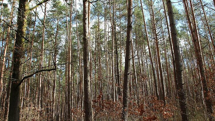 Der Bürgerwald in Höchstadt-Süd: Unter den immer schwächer werdenden Kronen der Kiefern wachsen Laubbäume nach.  Fotos: Andreas Dorsch