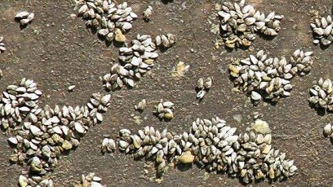 An den Innenwänden der Schleuse haben sich überall und vielfach Muscheln angesiedelt.