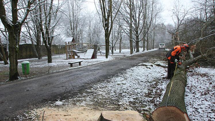 Holzfällarbeiten entlang des Hochwasserdamms.Heike Beudert
