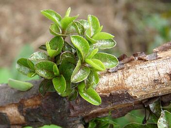 Pflanzen zurückzuschneiden und von Trieben zu befreien ist sehr wichtig, damit sie kräftig weiterwachsen können. Symbolbild: Buntysmum/pixabay.com