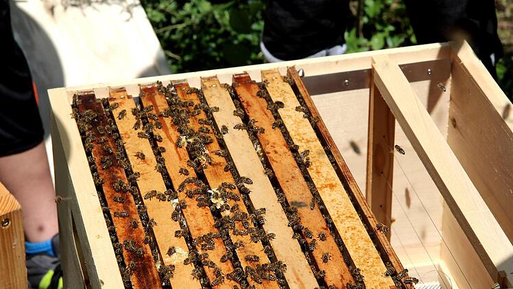 Vorsichtig werden die Rähmchen herausgehoben.   Foto: Richard Sänger