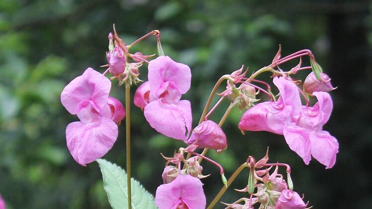 Das indische Springkraut hat wunderschöne Blüten. Bild: Jupp Schröder