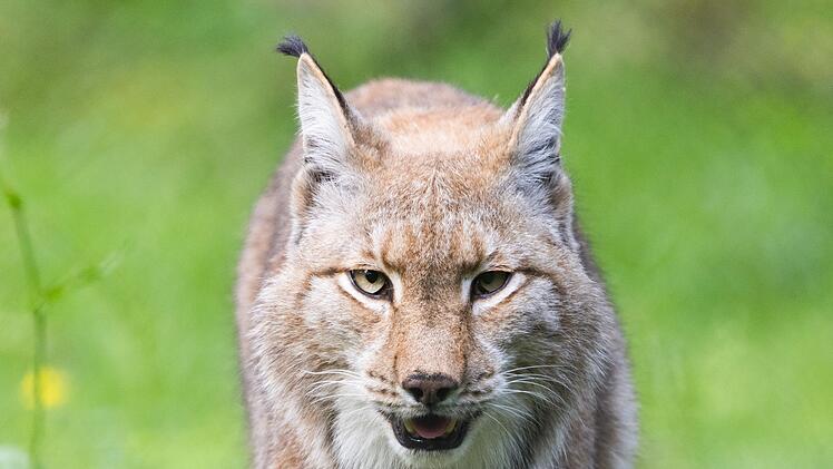Luchs
