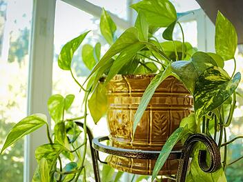Es gibt verschiedene Möglichkeiten, wie du einen Indoor-Garden anlegen kannst.