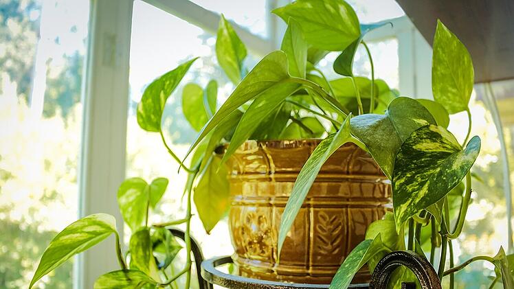 Es gibt verschiedene Möglichkeiten, wie du einen Indoor-Garden anlegen kannst.