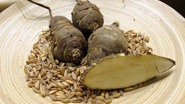 Topinambur Foto:&nbsp;Nina C. Zimmermann