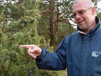 rank Reißenweber zeigt die unterschiedlich reifen Wacholderbeeren, die reichlich an den Büschen hängen. Fotos: Rainer Lutz