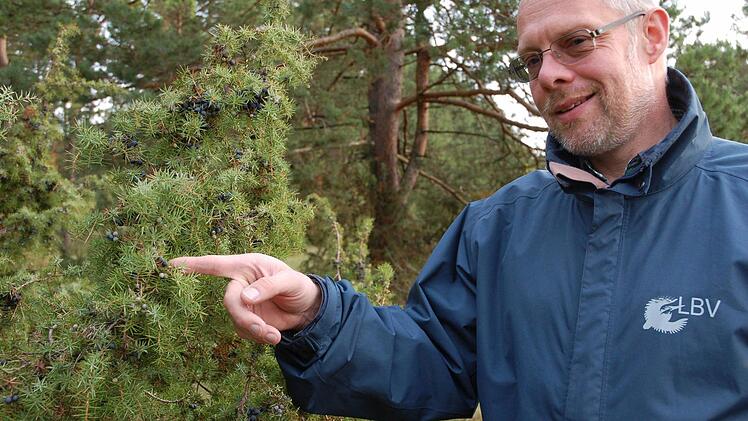 rank Reißenweber zeigt die unterschiedlich reifen Wacholderbeeren, die reichlich an den Büschen hängen. Fotos: Rainer Lutz