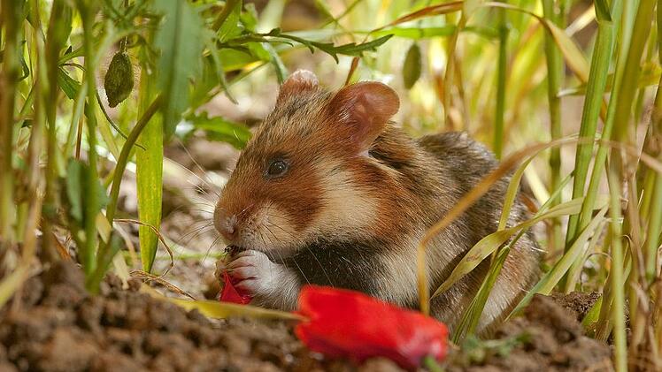 Feldhamster vom Aussterben bedroht