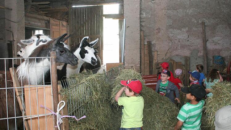 Lamas mit Heu zu füttern, bereitete den Kindern einen Riesenspaß.