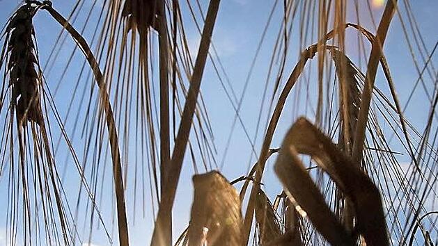 Gerste gilt als Hauptverdächtiger in Sachen Glyphosat. Foto: Archiv/Martin Gerten, dpa