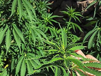 Damit es wächst und gedeiht: Wie auf diesem Symbolbild kümmerte sich der Angeklagte um seine eigene Plantage mit 70 Cannabispflanzen. Foto: Christopher Schulz