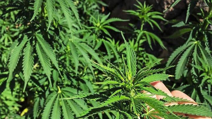 Damit es wächst und gedeiht: Wie auf diesem Symbolbild kümmerte sich der Angeklagte um seine eigene Plantage mit 70 Cannabispflanzen. Foto: Christopher Schulz