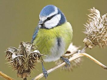 Blaumeisenweibchen nutzen nach Angaben des Landesbundes für Vogelschutz in den Morgenstunden den Schlaf des Partners für ein Stelldichein mit einem anderen. Foto: LBV