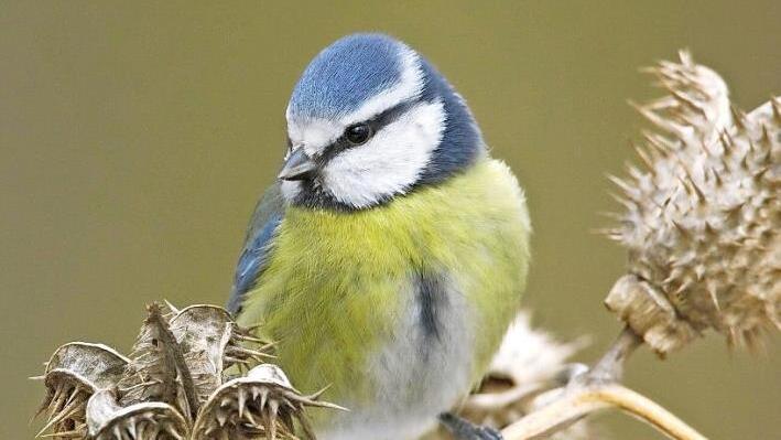 Blaumeisenweibchen nutzen nach Angaben des Landesbundes für Vogelschutz in den Morgenstunden den Schlaf des Partners für ein Stelldichein mit einem anderen. Foto: LBV