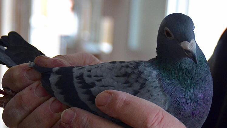 Das ist Susi, das Prachtexemplar. Namen gibt Rudi Scheuplein seinen Tauben erst, wenn sie zwei Jahre alt sind. Die Auswahl erfolgt zufällig. Foto: Kathrin Kupka-Hahn