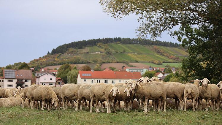 Motive aus dem Saale- und Maintal. Foto: Klaus    Gößmann-Schmitt