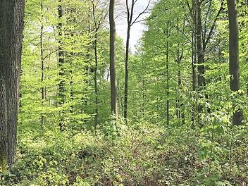 In diesem Waldstück bei Fierst mit alten Eichen und Buchen sowie großer Artenvielfalt könnte nach Überzeugung der Bürgerinitiative ein würde- und pietätvoller Ruhewald entstehen, der von Ebern aus sowohl zu Fuß wie auch mit dem Auto leicht erreichbar wäre. Foto: Rotenhansche Forstverwaltung