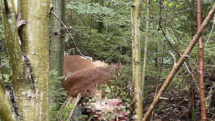 Rind entflieht aus Metzgerei und versteckt sich im Wald
