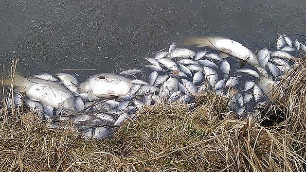 Die verendeten Fische treiben am Ufer des Weihers. Foto: Armin Reck