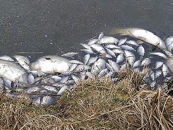 Die verendeten Fische treiben am Ufer des Weihers. Foto: Armin Reck