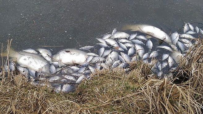 Die verendeten Fische treiben am Ufer des Weihers. Foto: Armin Reck