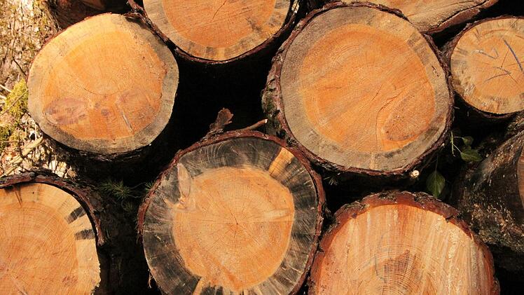 Krankes Kiefernholz erkennt der Fachmann an dem grauen Ring im Hollz. Foto: Heike Beudert