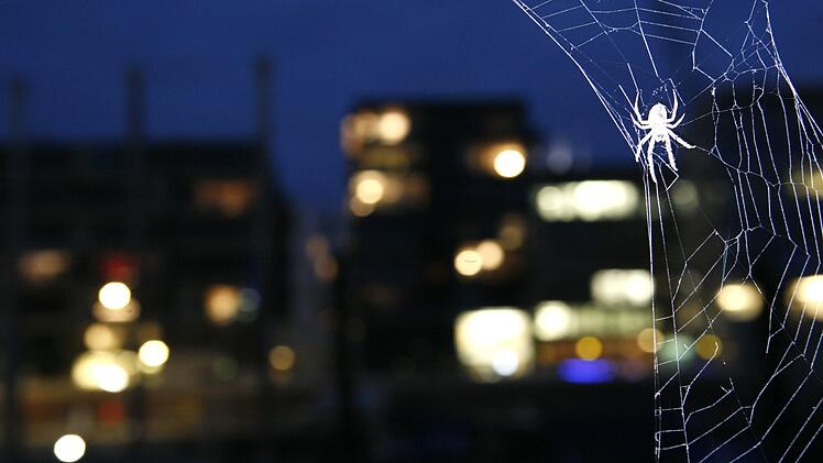 Brandalarm an der Kappelbr&uuml;cke in Luzern  - Spinnen?