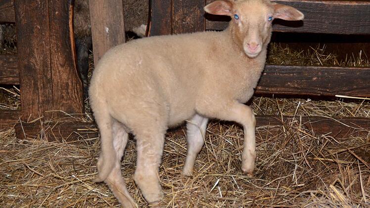 Ein Lamm im Stall bei Familie Alles in Frauenroth Foto: Kathrin Kupka-Hahn