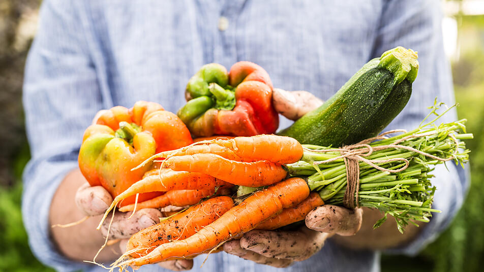 gemusebeet anlegen selbstangebautes gemuse in vier einfachen schritten