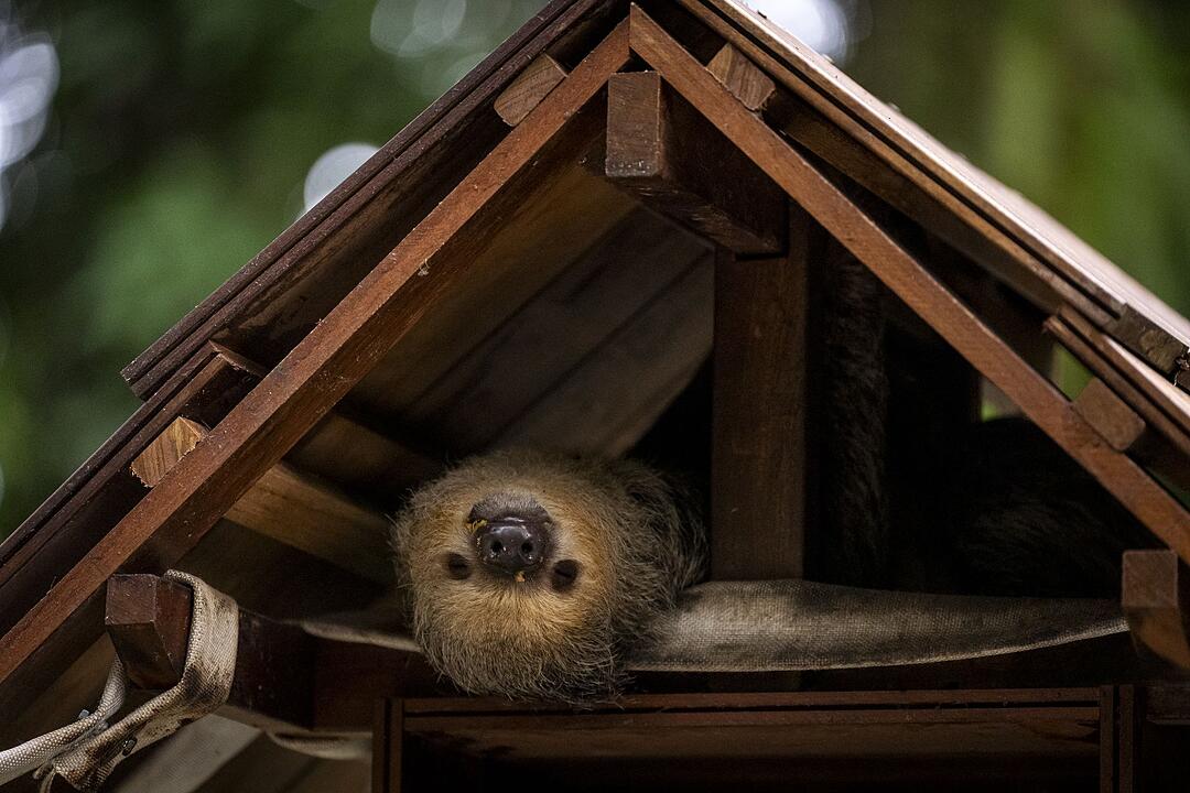 Faultiere im Emilio-Goeldi-Museum