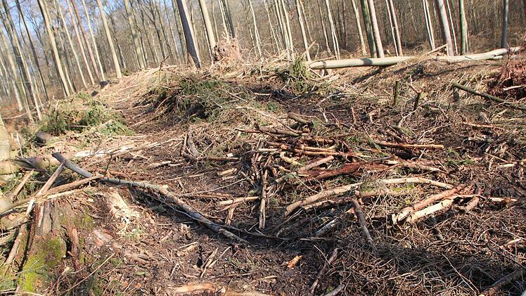 Spuren der Holzfällarbeiten im Waldgebiet "Höhe" in der Verlängerung der Straße Obertor in Bad Brückenau Foto: Ulrike Müller