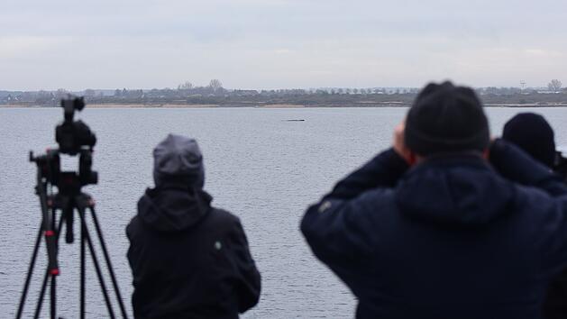 Wal erneut gestrandet