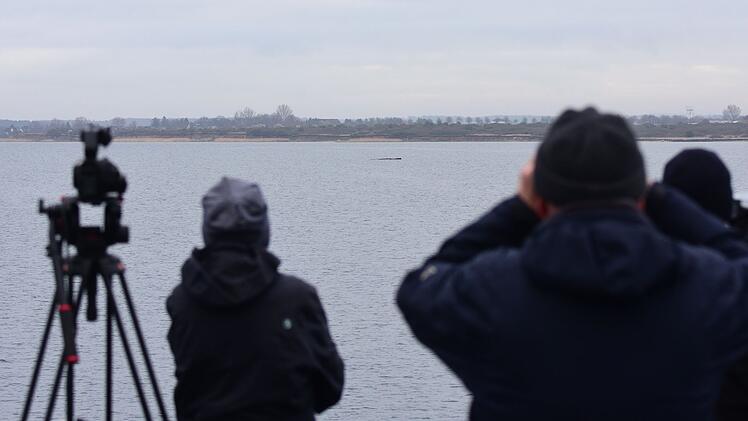 Wal erneut gestrandet