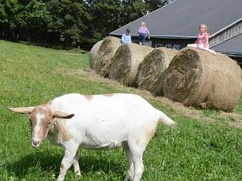Ziege Sara musste zwar ihren Stall für eine Kunstausstellung räumen, dafür hatten aber die Kinder ihren Spaß mit Sara. Foto: K. H. Hofmann