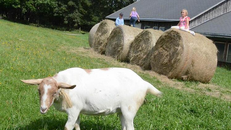 Ziege Sara musste zwar ihren Stall für eine Kunstausstellung räumen, dafür hatten aber die Kinder ihren Spaß mit Sara. Foto: K. H. Hofmann