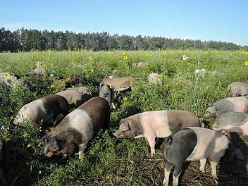 Ben Bertholds Weideschweine in Eggenreuth verbringen ihr Leben draußen in der Natur. Geschlachtet werden sie in Kulmbach.