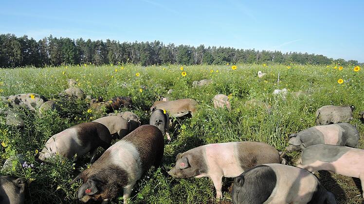 Ben Bertholds Weideschweine in Eggenreuth verbringen ihr Leben draußen in der Natur. Geschlachtet werden sie in Kulmbach.