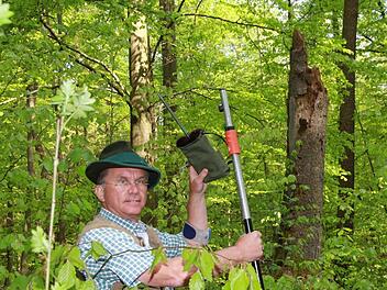Förster Erich Daum bringt einen Batcorder aus. Das Gerät fängt Ultraschalltöne ein. Im Hintergrund ist ein Totholzstumpf zu erkennen - ein optimales Quartier für Fledermäuse.