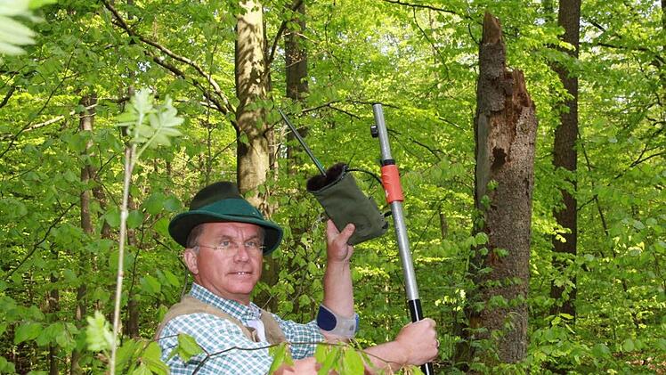 Förster Erich Daum bringt einen Batcorder aus. Das Gerät fängt Ultraschalltöne ein. Im Hintergrund ist ein Totholzstumpf zu erkennen - ein optimales Quartier für Fledermäuse.