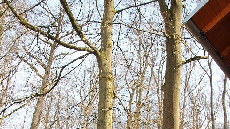 Der linke Baum muss wegen Krankheit gefällt werden - der rechte soll bleiben. Foto: Ronald Heck
