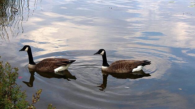 Wildv&ouml;gel, Vogelgrippe, Gefl&uuml;gelpest