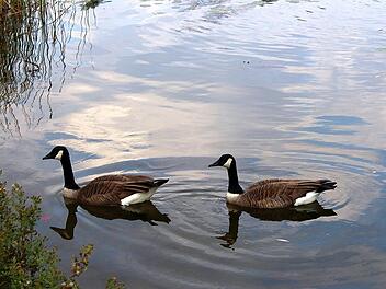Wildv&ouml;gel, Vogelgrippe, Gefl&uuml;gelpest