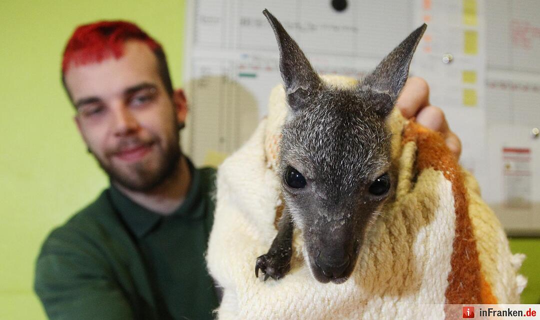 Kängurubaby im Tierpark Köthen