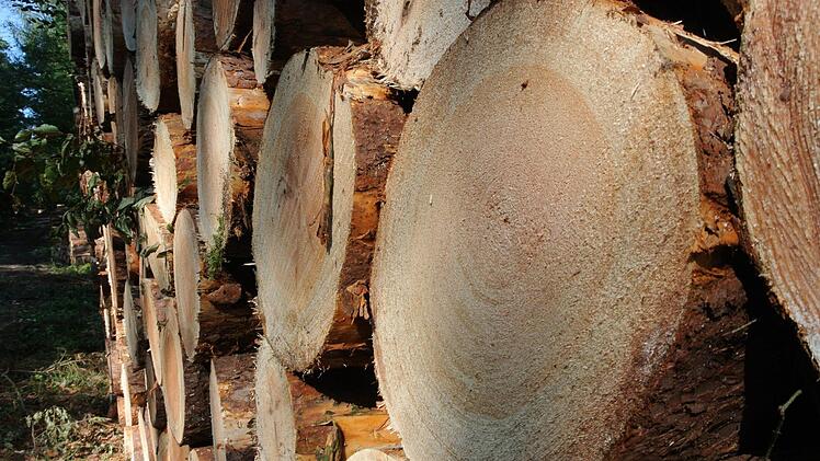 Frisches Holz muss erst einmal ordentlich ablagern und trocknen.