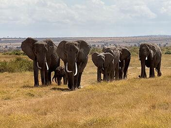 Elefanten im Amboseli-Nationalpark